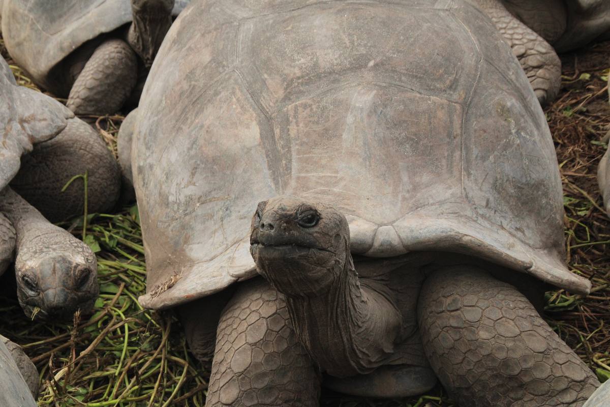 Île Curieuse, ses tortues géantes en liberté